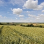 Dorset wheat field